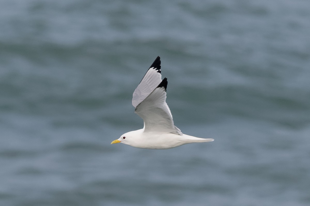 Gaviota Tridáctila - ML646651026