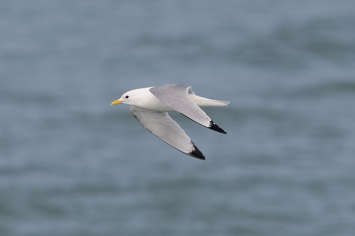 Gaviota Tridáctila - ML646651027