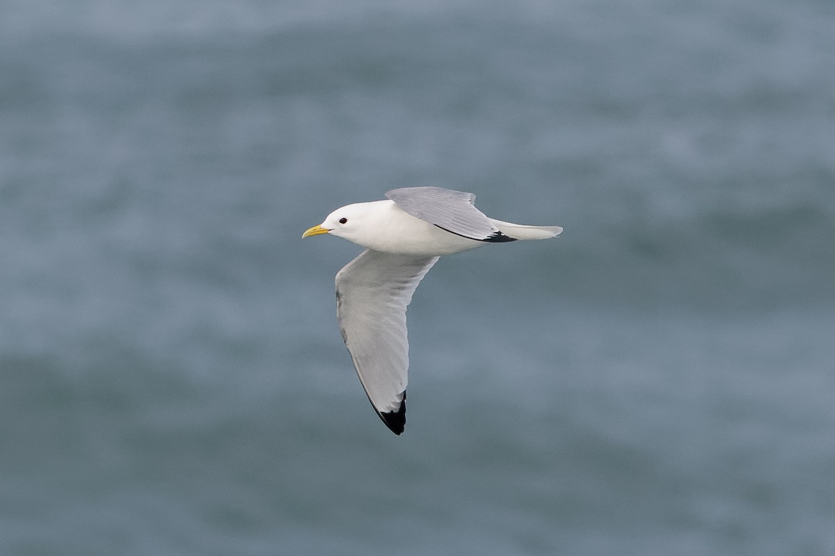 Gaviota Tridáctila - ML646651028