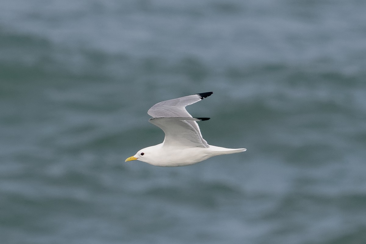 Gaviota Tridáctila - ML646651029