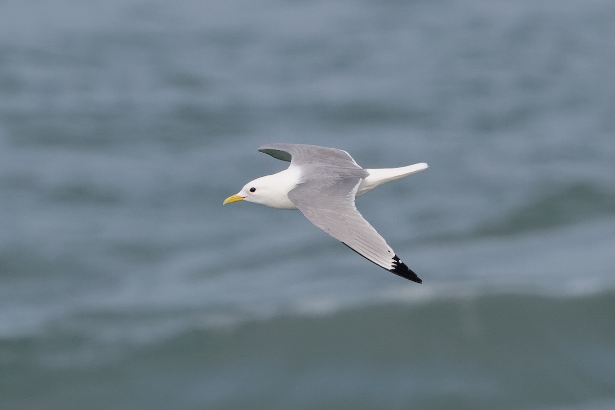 Gaviota Tridáctila - ML646651030
