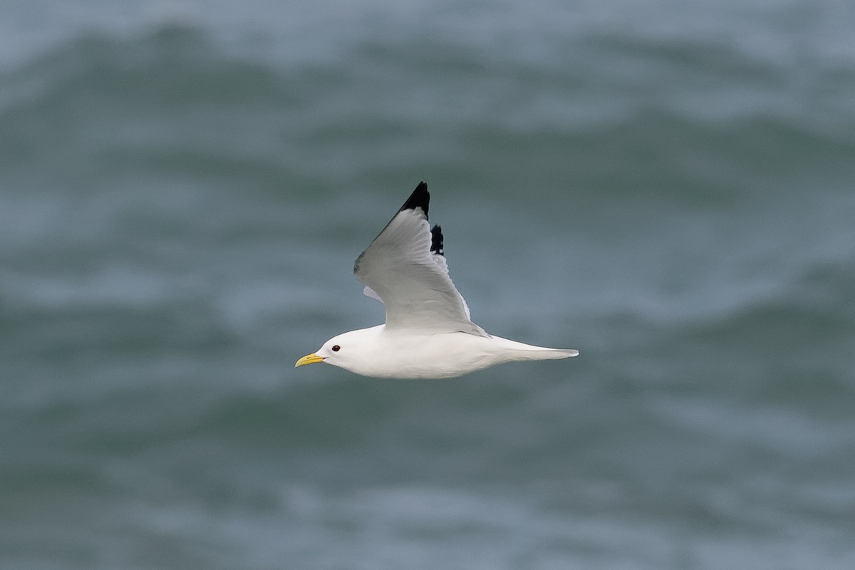 Gaviota Tridáctila - ML646651031