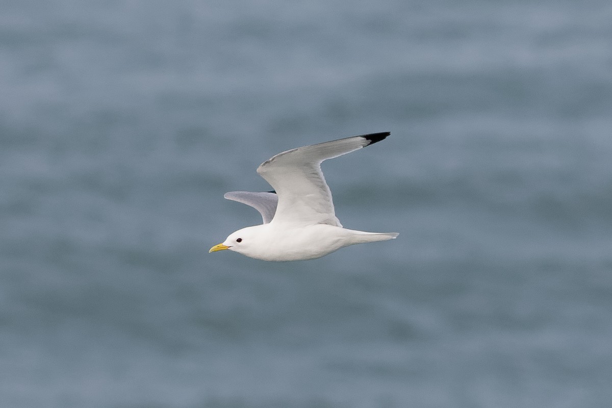 Gaviota Tridáctila - ML646651032