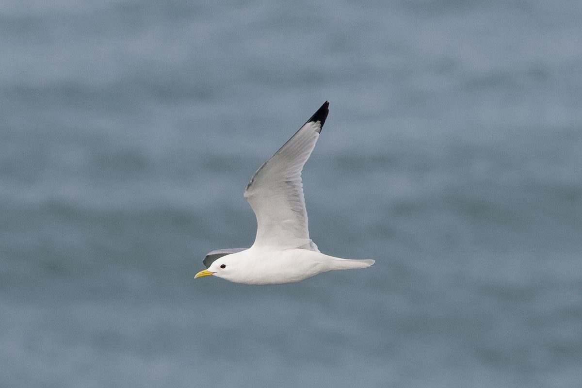 Gaviota Tridáctila - ML646651033