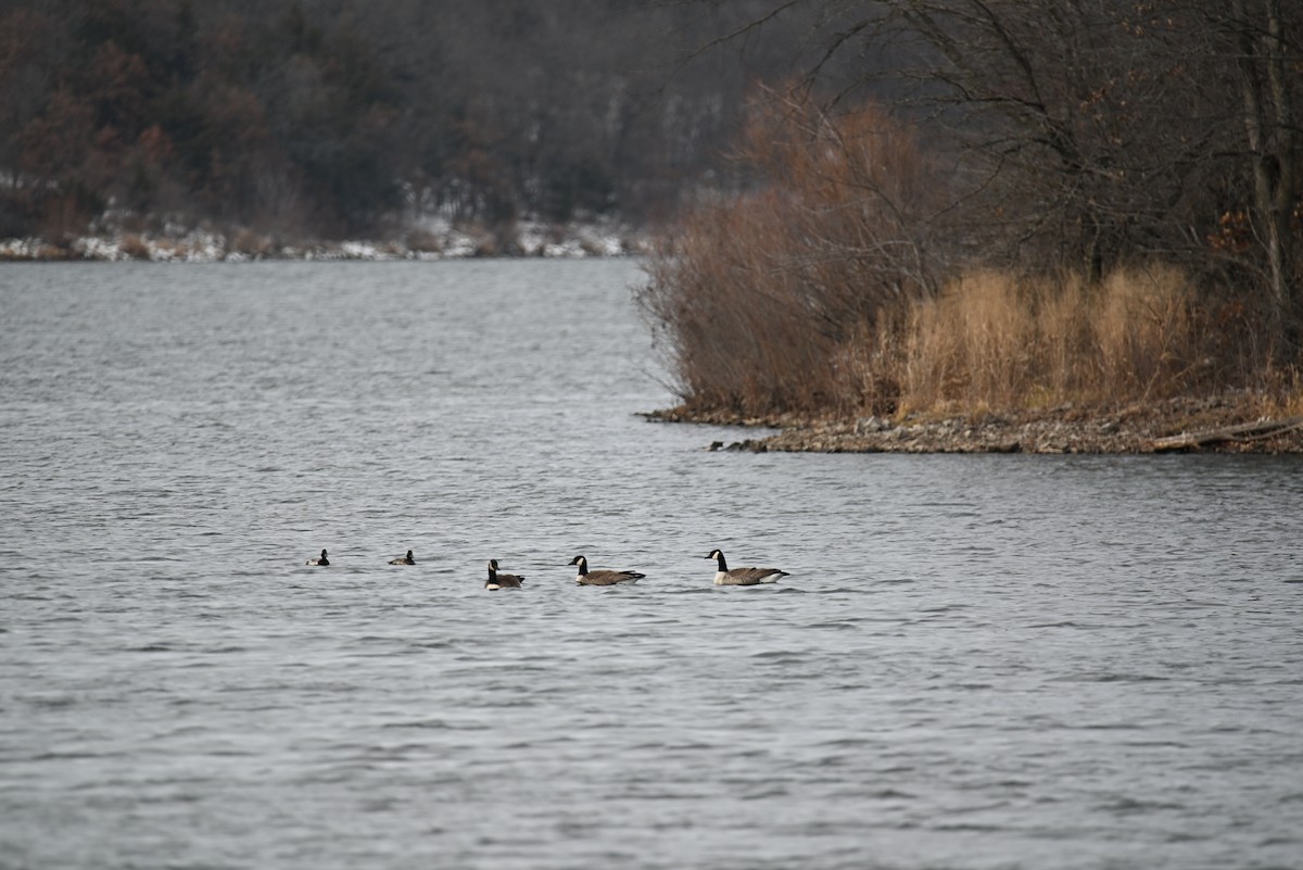 Lesser Scaup - ML646651034
