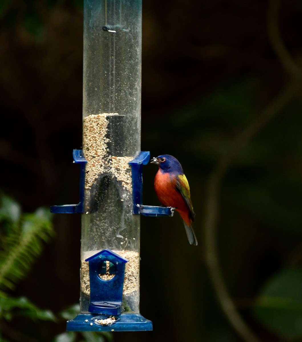 Painted Bunting - ML646651035