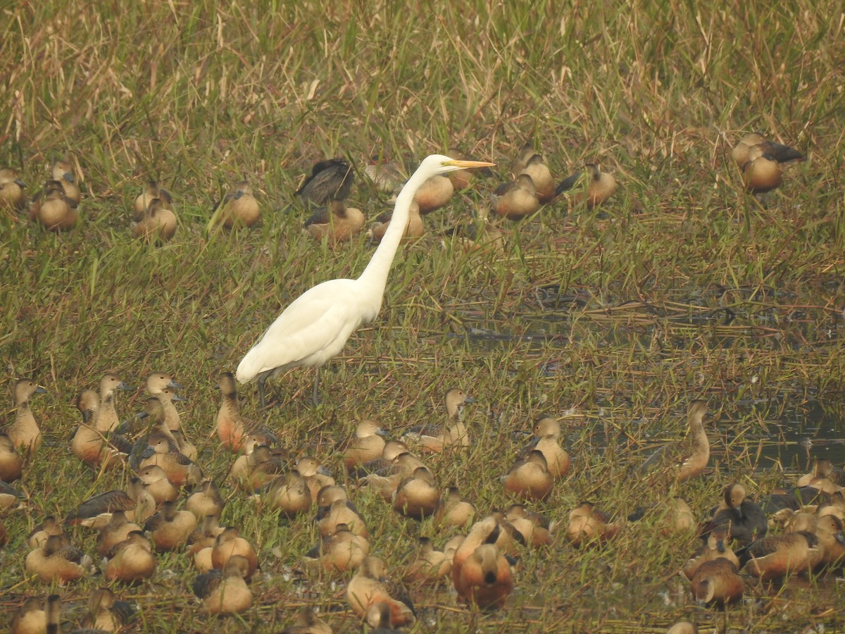 中白鷺 - ML646651037