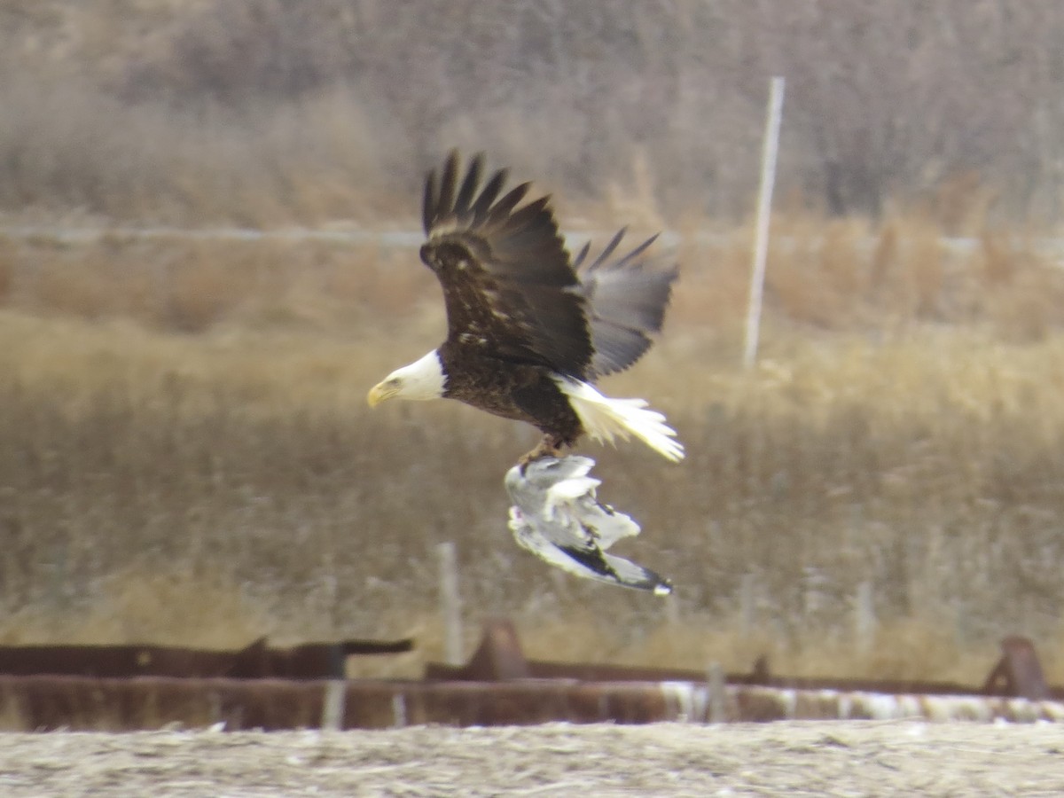 ハクトウワシ - ML646651038