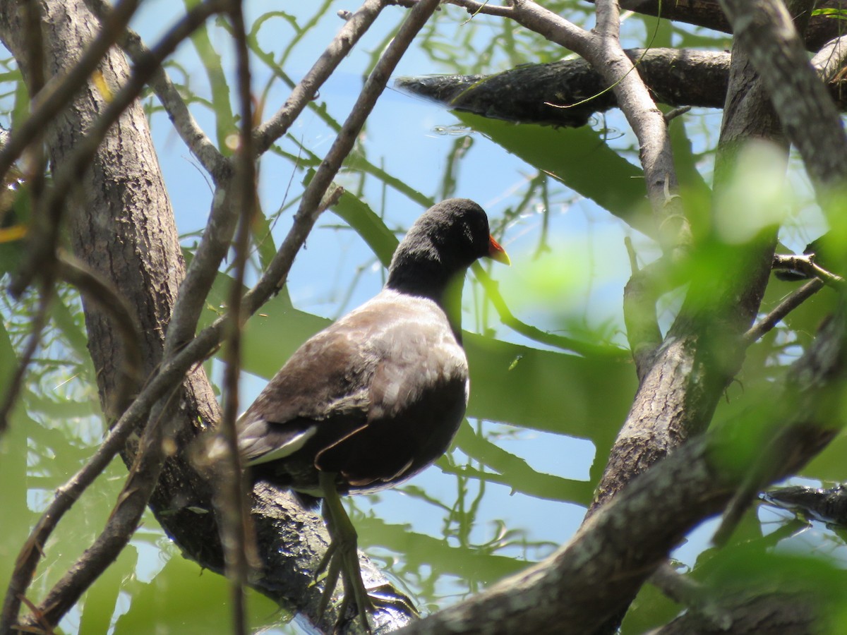 Common Gallinule - ML646651039