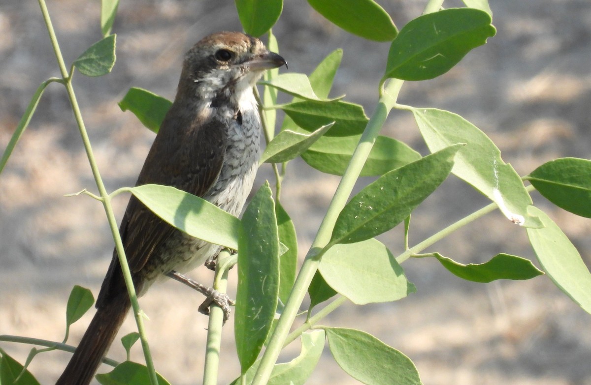 Red-tailed Shrike - ML646651044