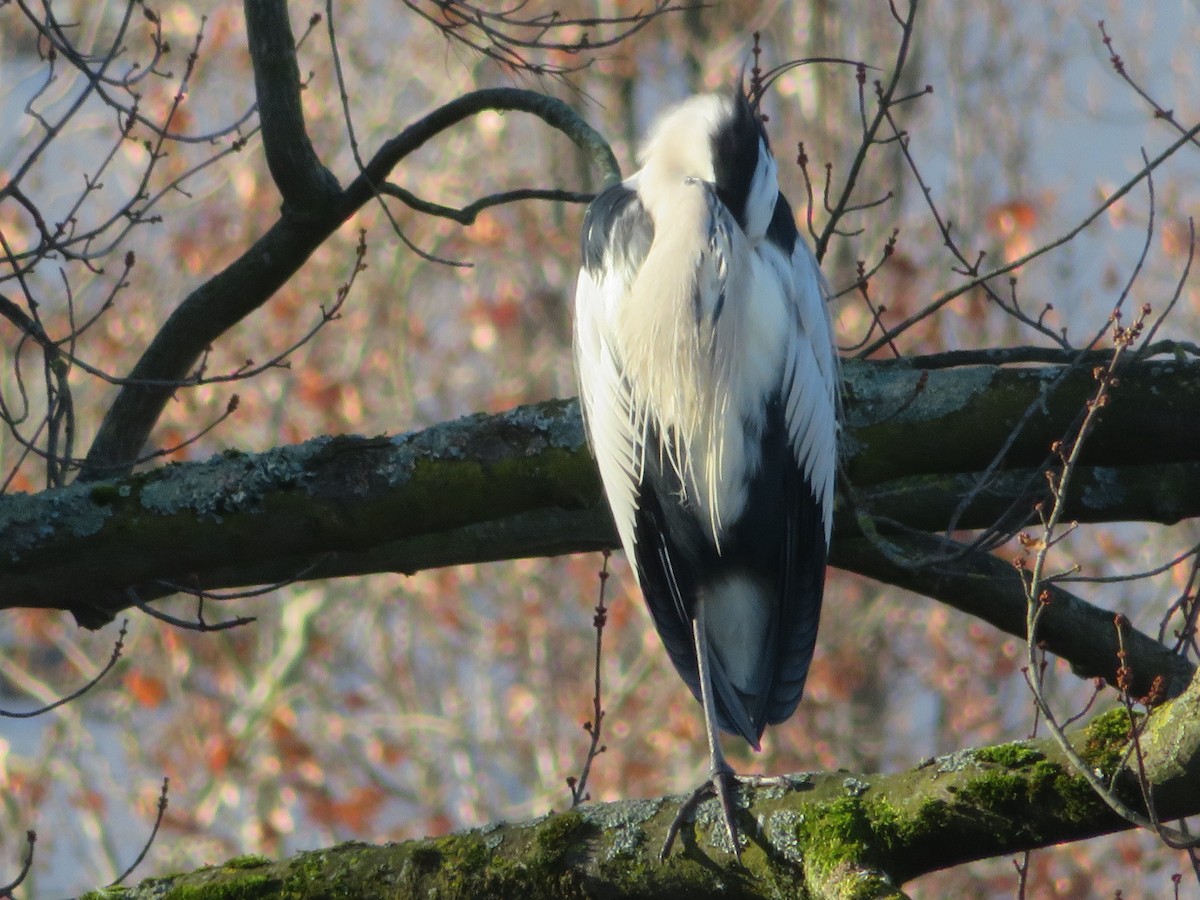 Gray Heron - ML646651045