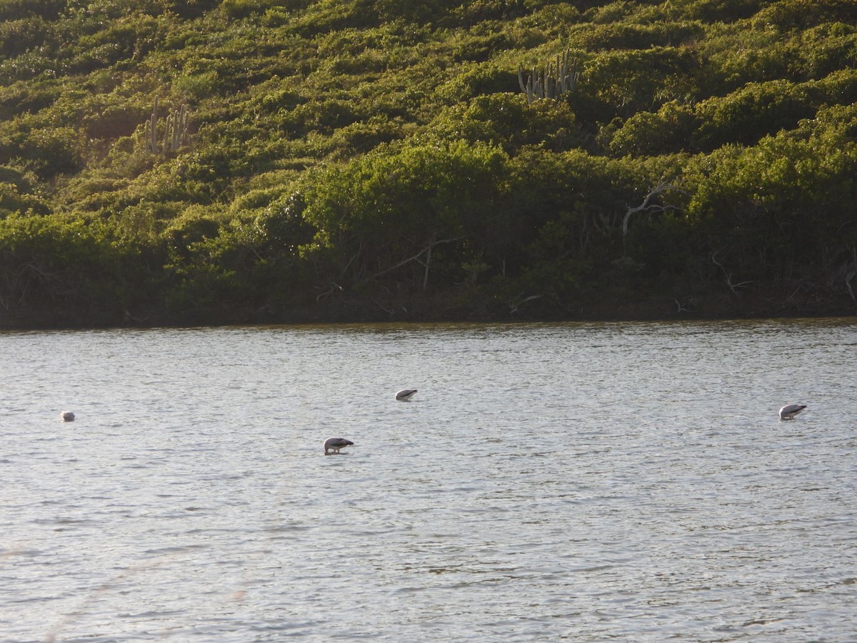 American Flamingo - ML646651046