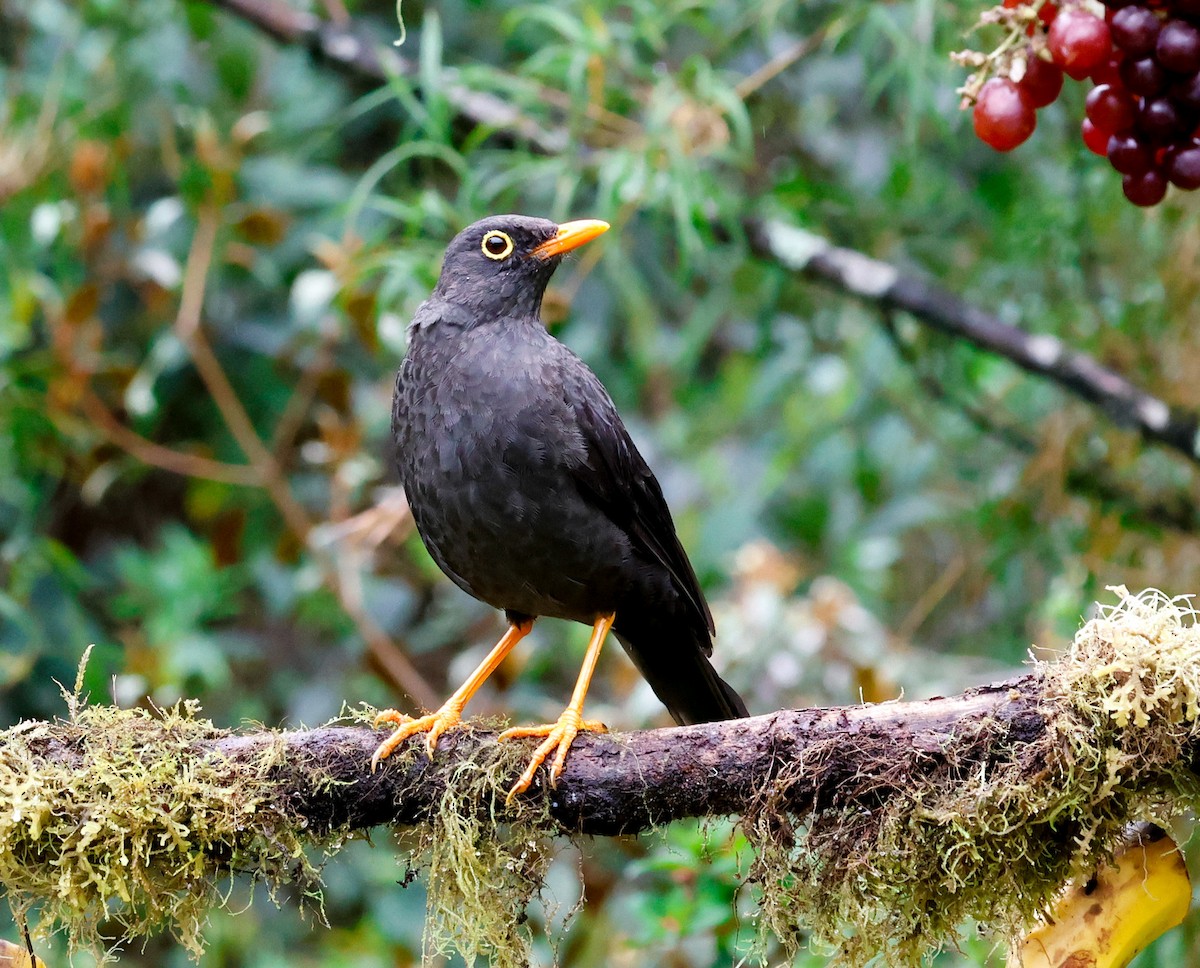Great Thrush - ML646651047