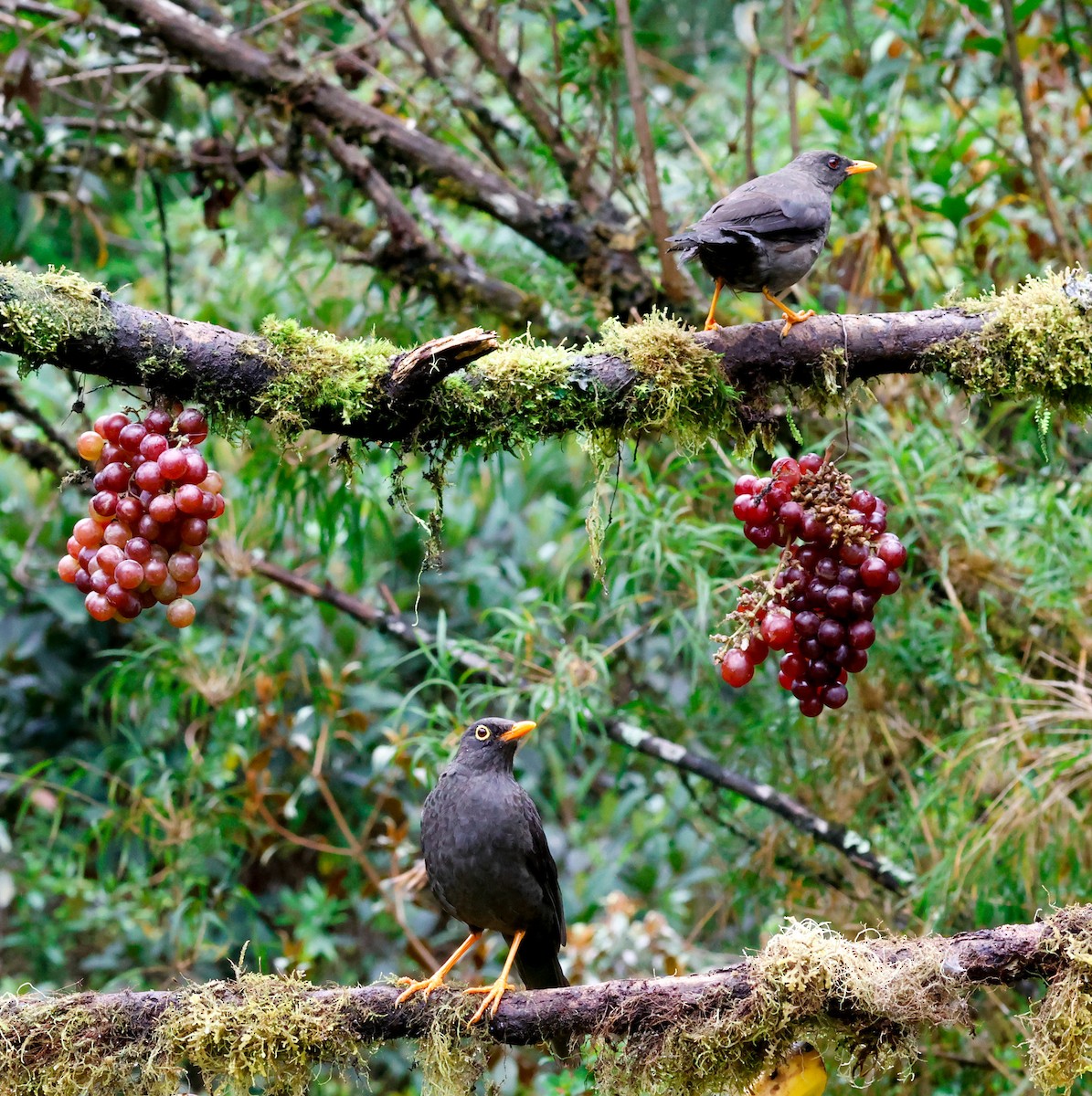 Great Thrush - ML646651048