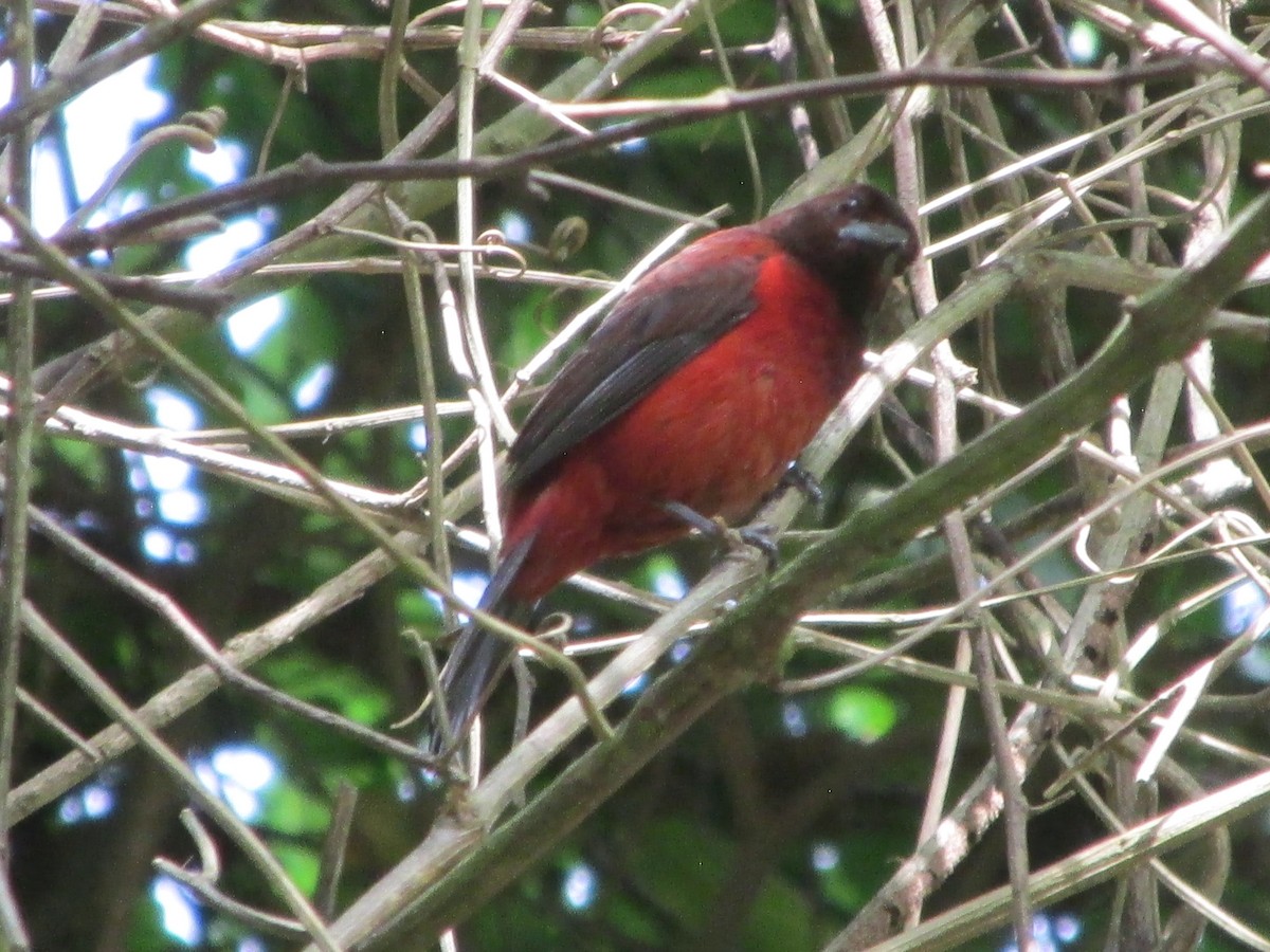 Crimson-backed Tanager - ML646651051