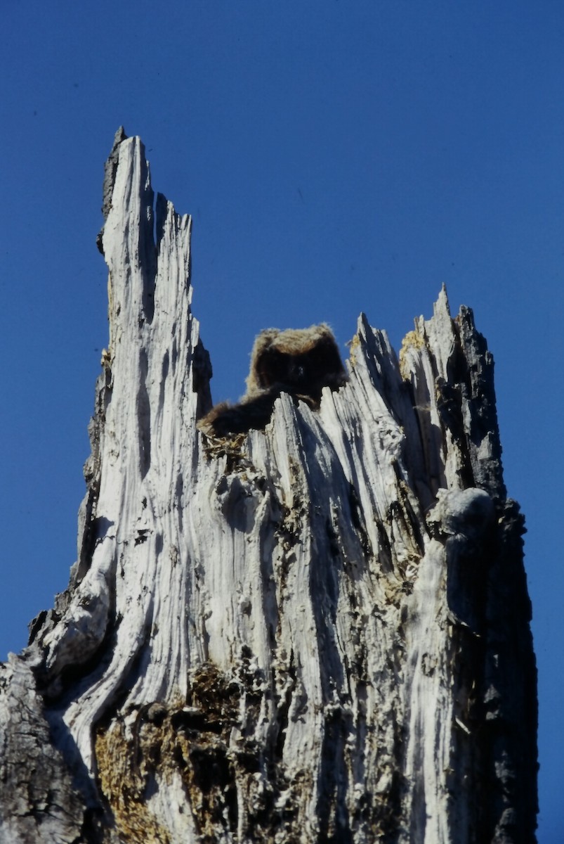 výr virginský - ML646651052