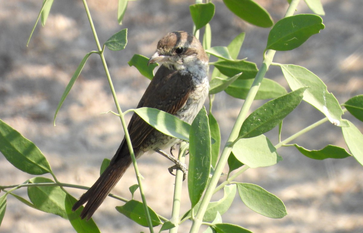 Red-tailed Shrike - ML646651055