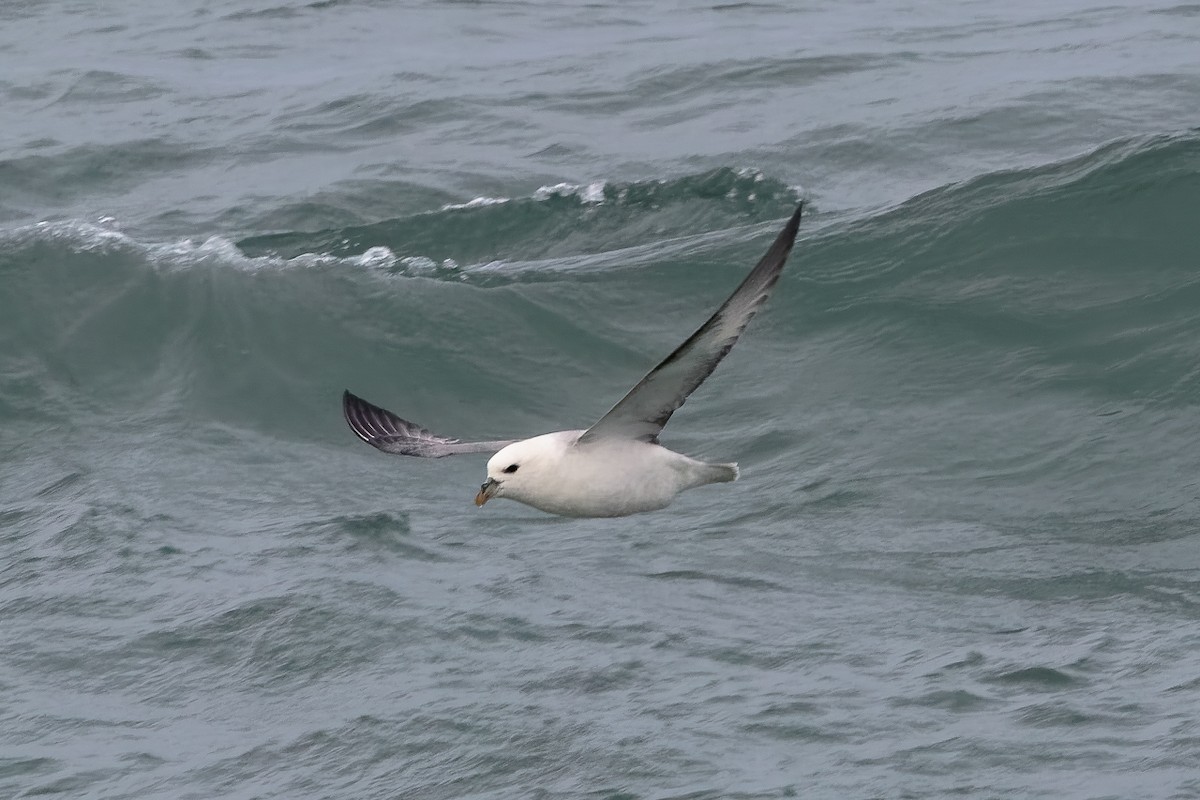 Fulmar Boreal - ML646651056