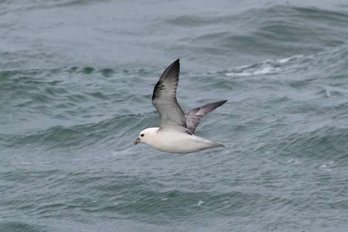 Fulmar Boreal - ML646651057