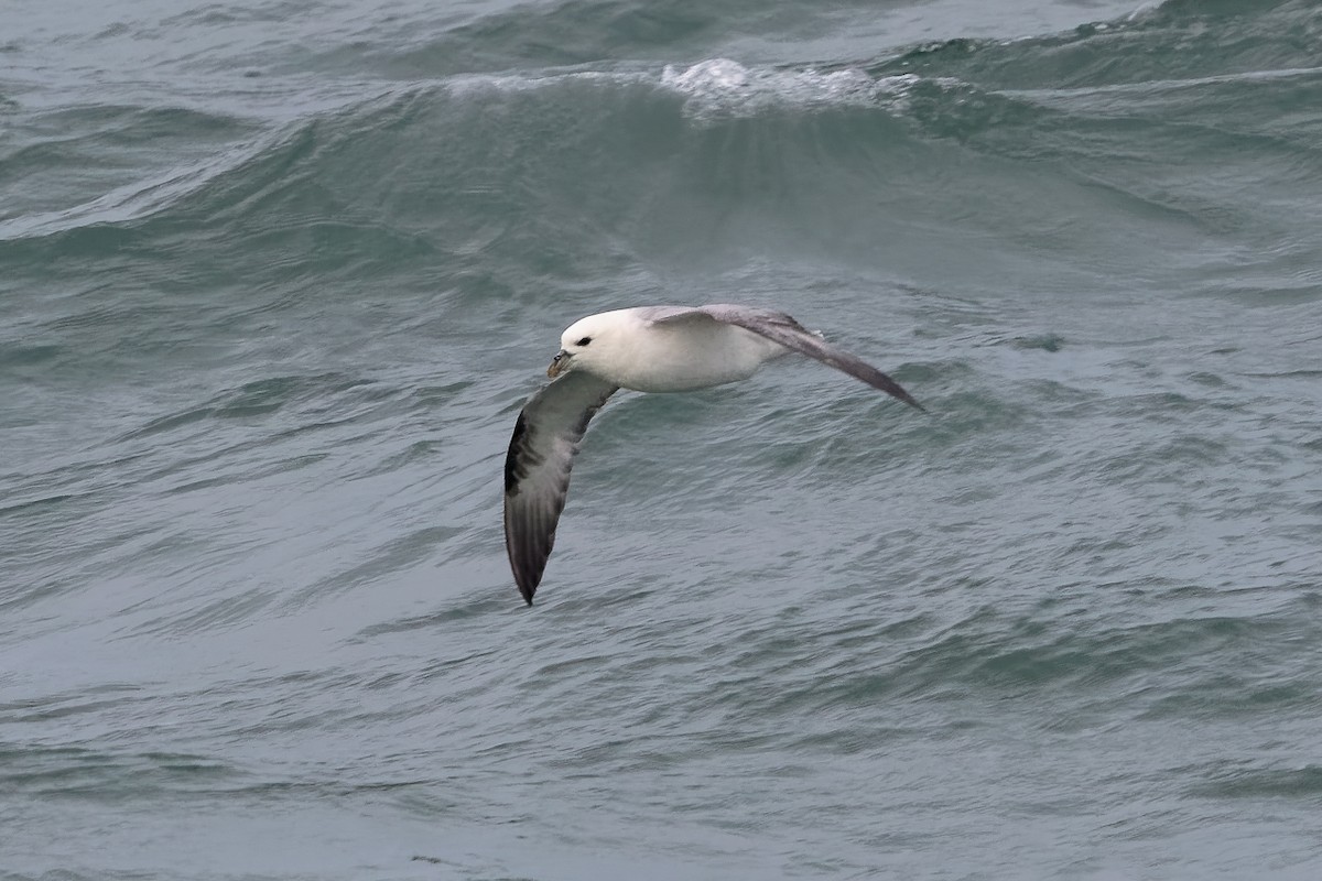Fulmar Boreal - ML646651058