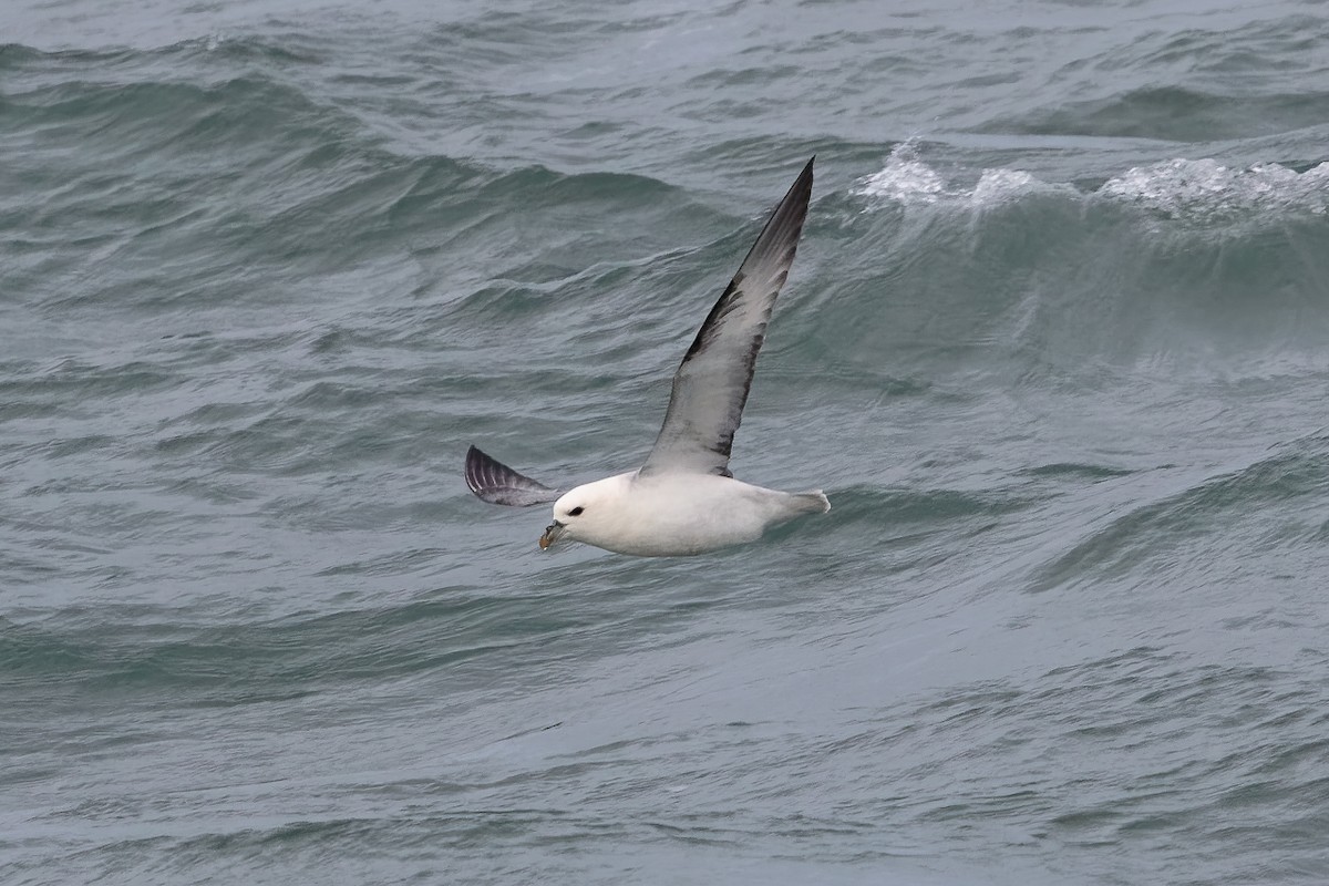 Fulmar Boreal - ML646651059