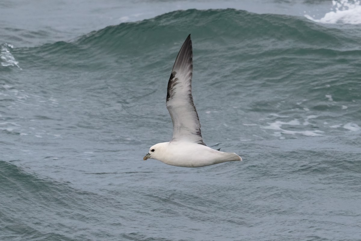 Fulmar Boreal - ML646651060