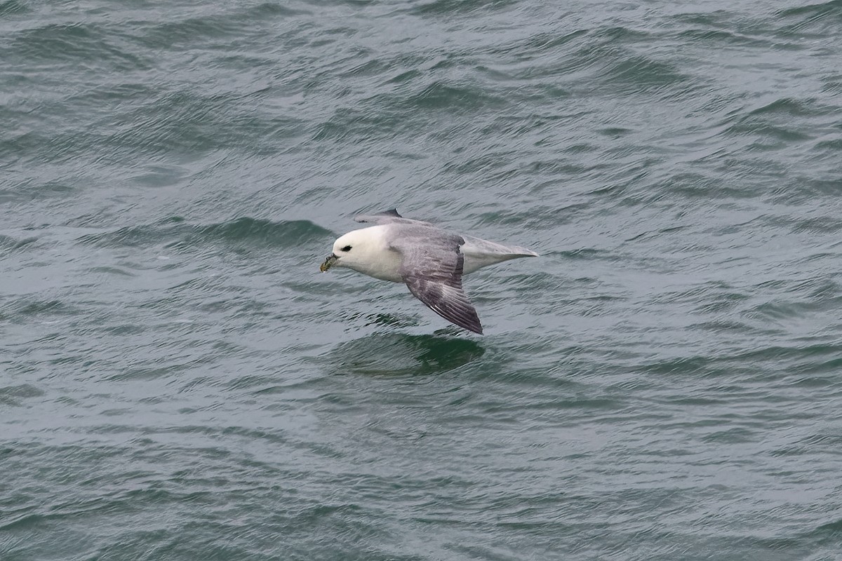 Fulmar Boreal - ML646651061