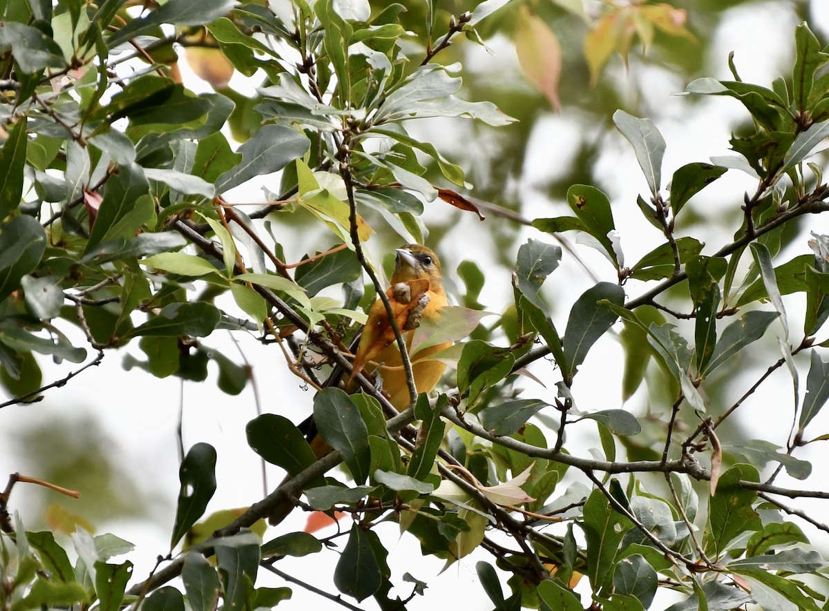 פזאי צפוני - ML646651062