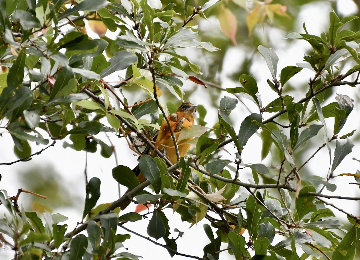 פזאי צפוני - ML646651066