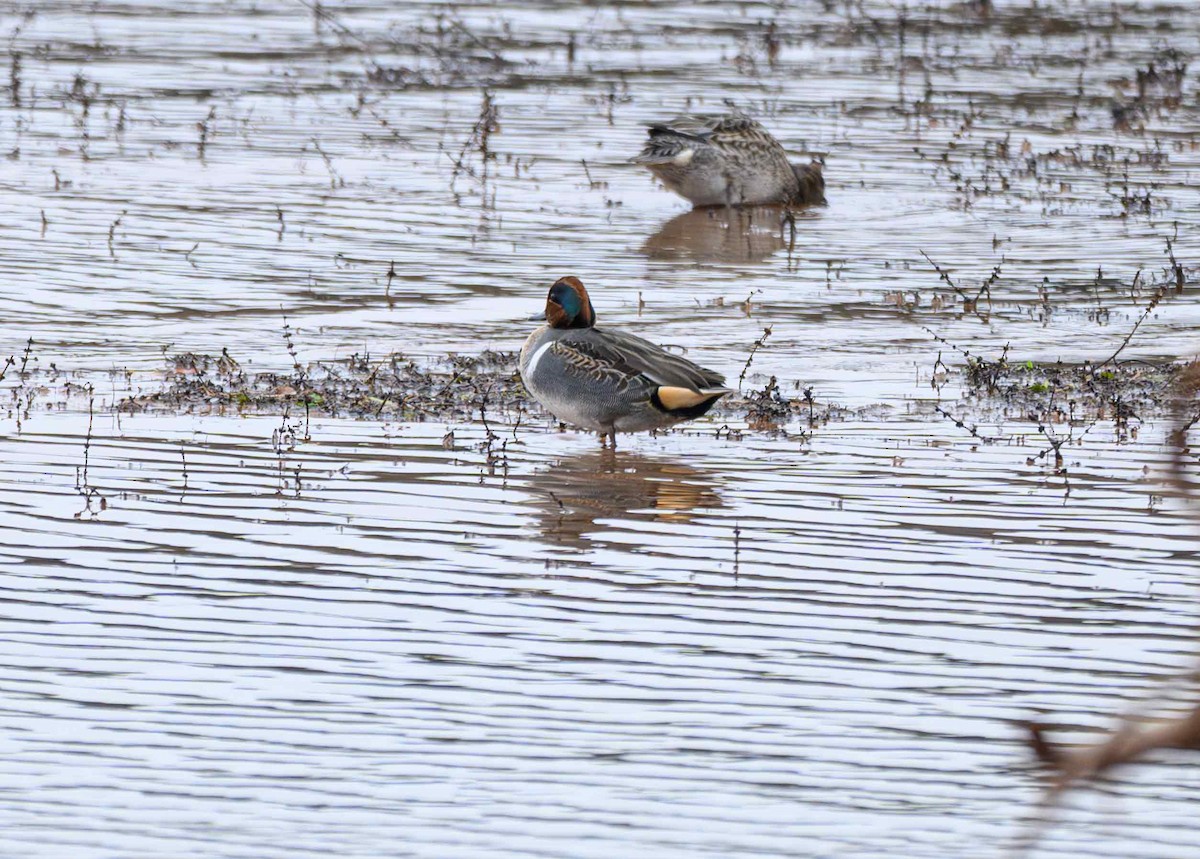 Чирок-свистунок - ML646651067