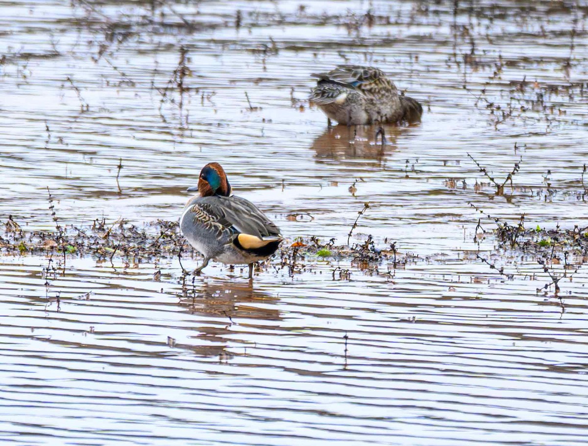 Чирок-свистунок - ML646651068