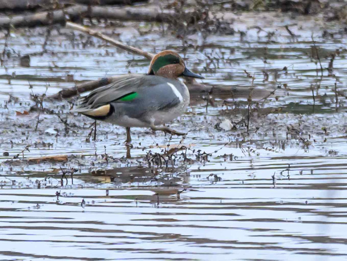 Чирок-свистунок - ML646651069