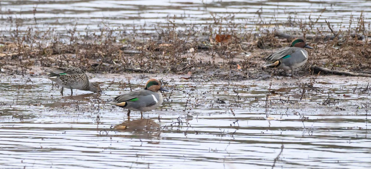 Чирок-свистунок - ML646651070