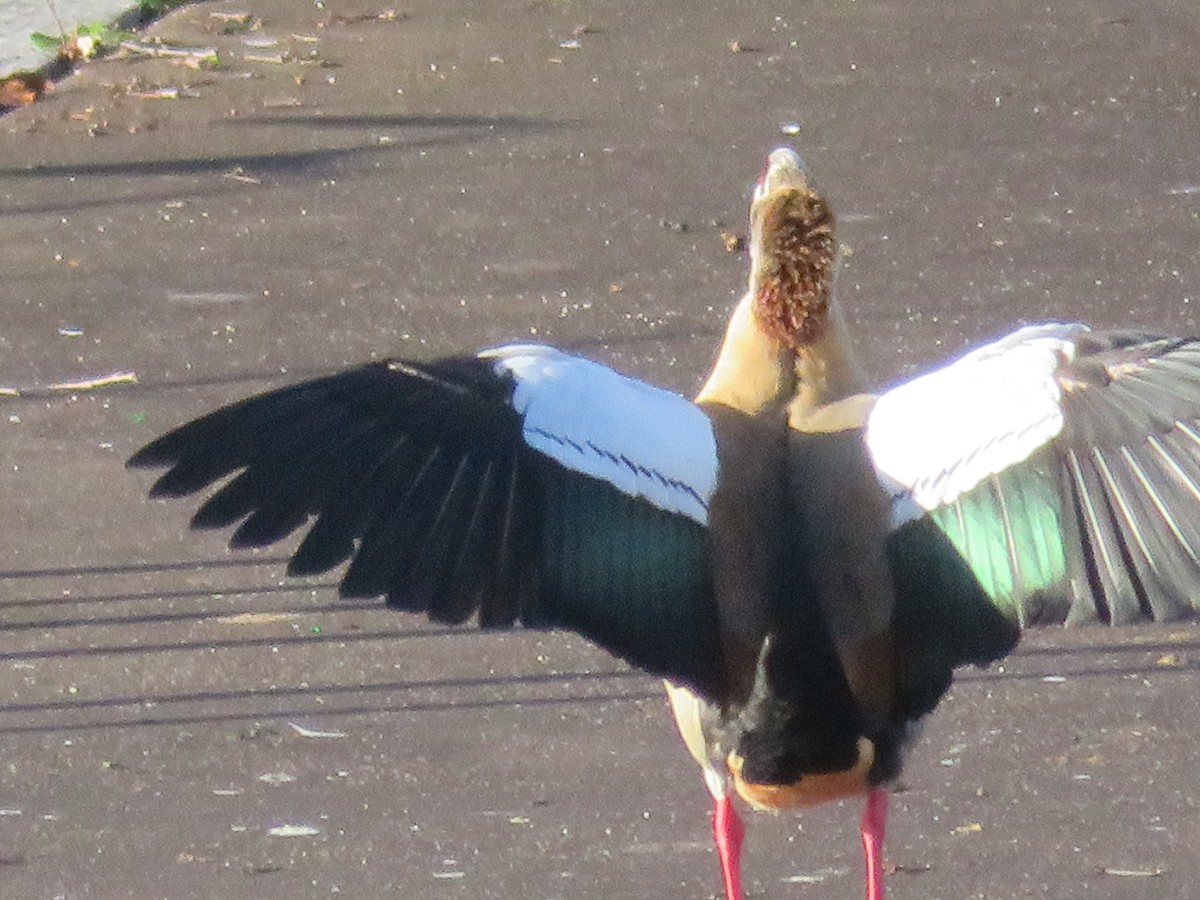 Egyptian Goose - ML646651071