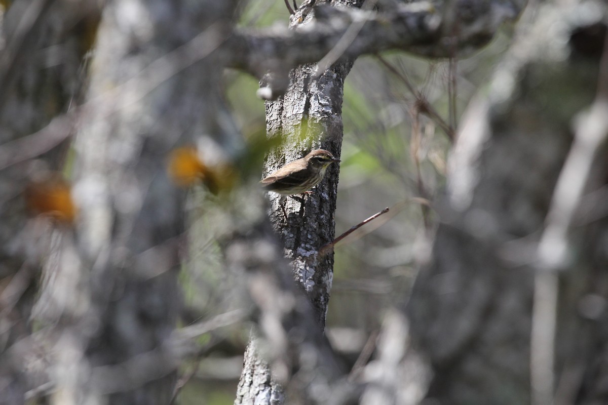 myrparula - ML646651072