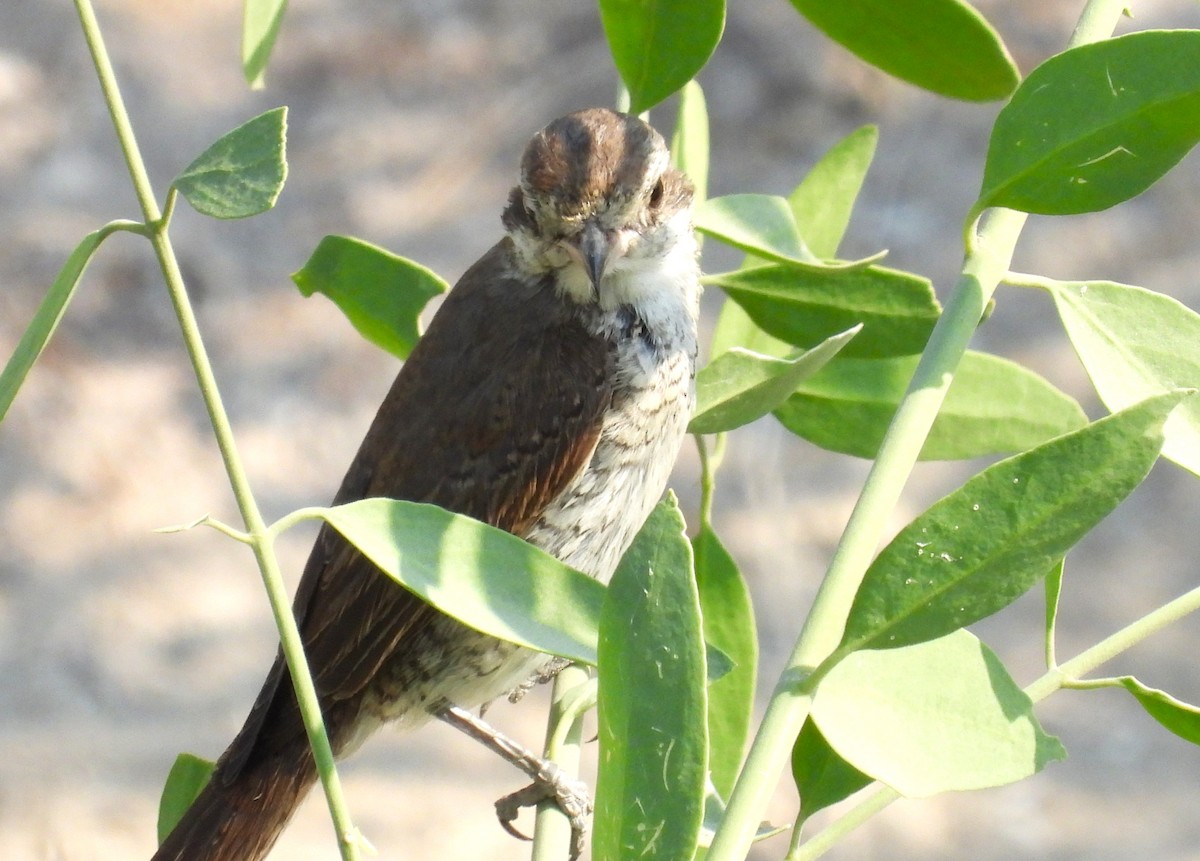 Red-tailed Shrike - ML646651074