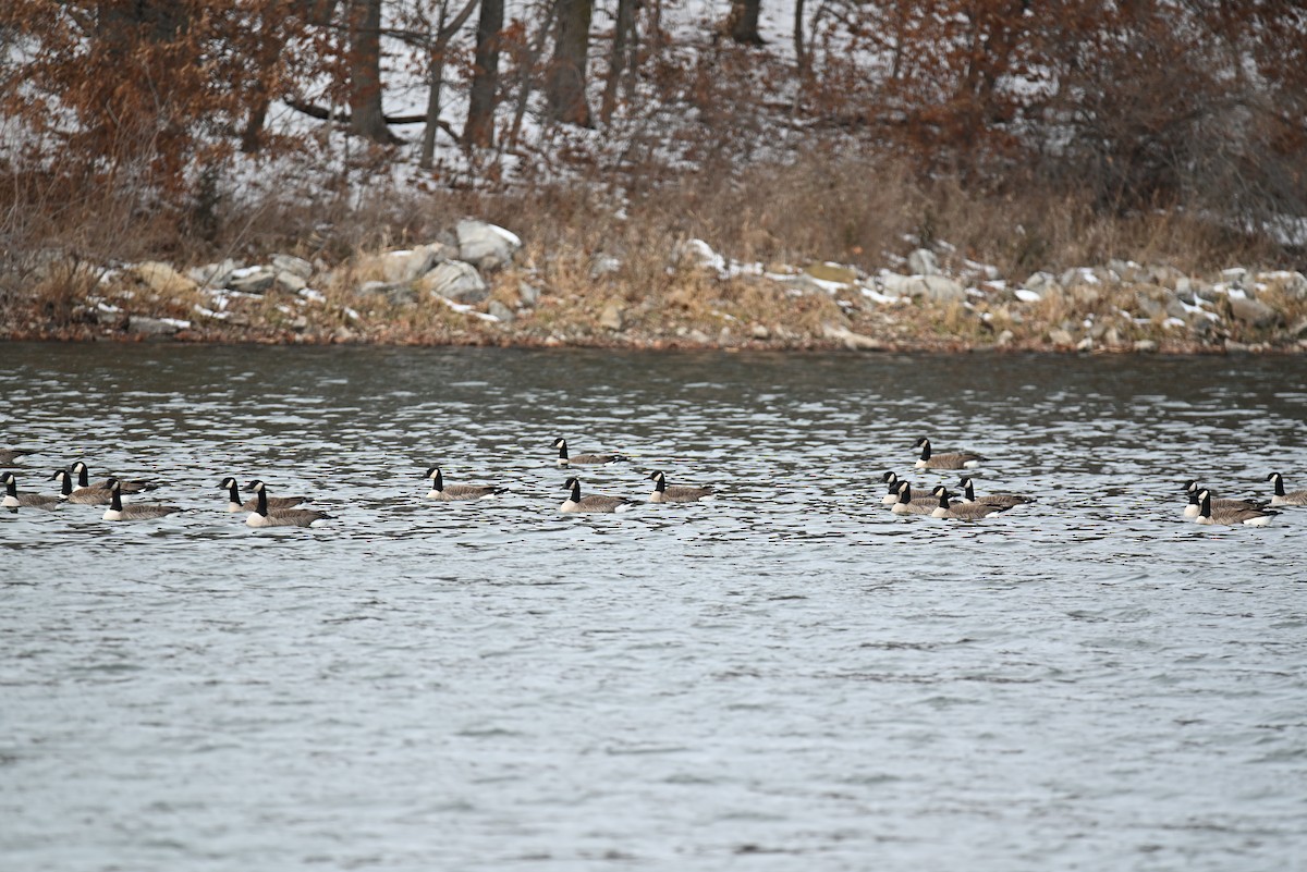 Canada Goose - ML646651076