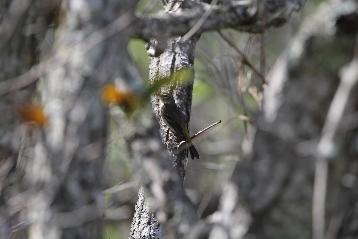 myrparula - ML646651078