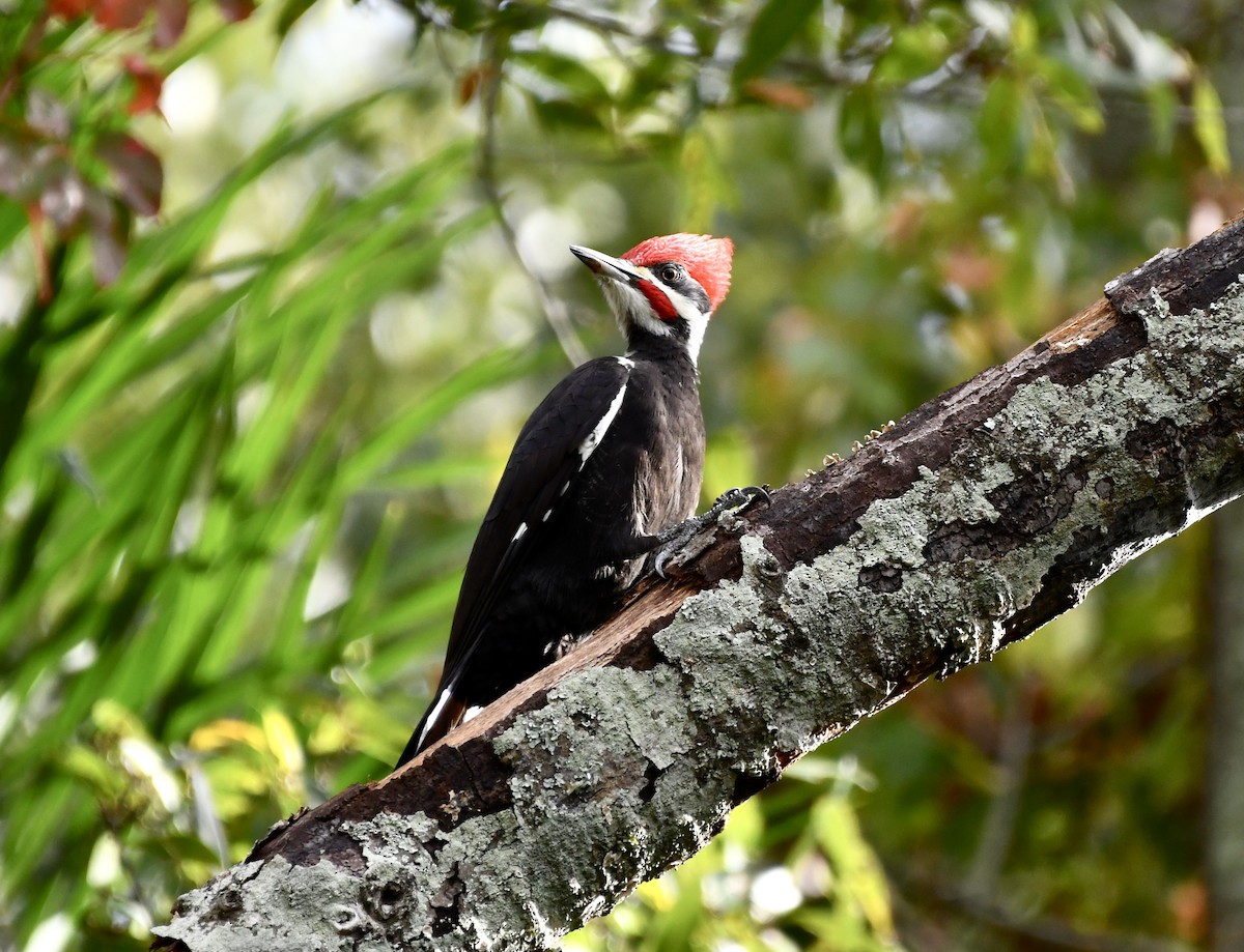 Pileated Woodpecker - ML646651081