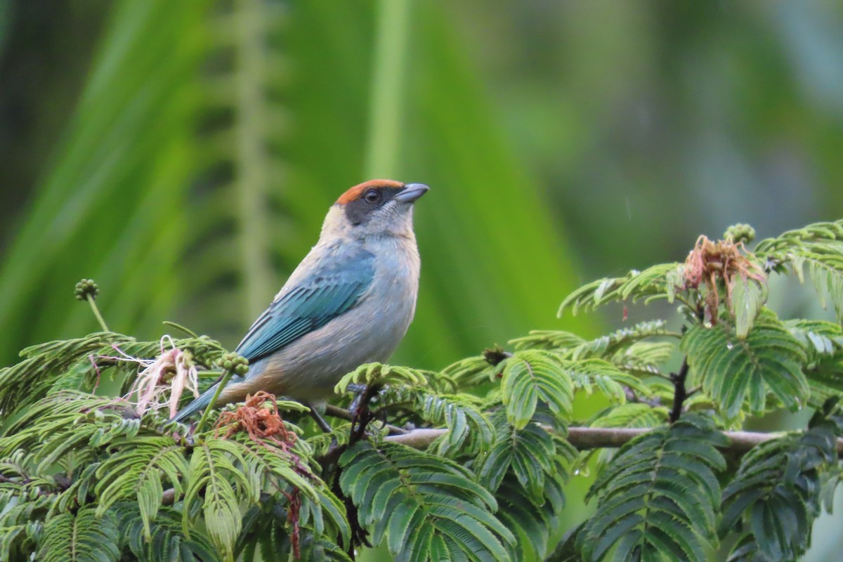 Scrub Tanager - ML646651082