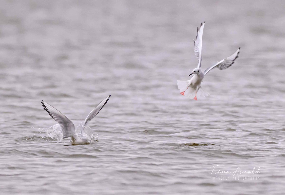 Бонапартова чайка - ML646651084