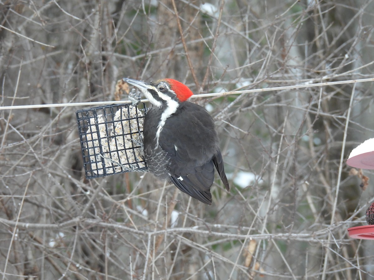 hvitbrynsvartspett - ML646651085