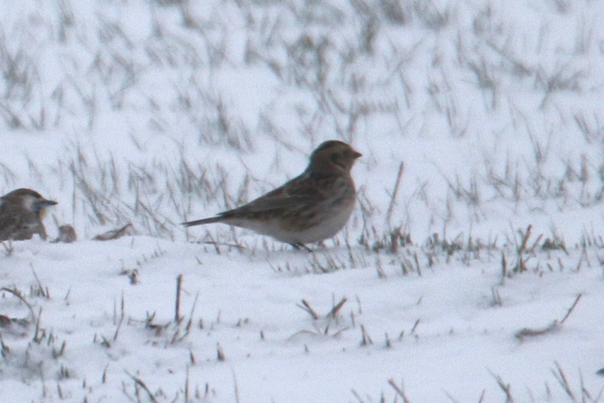 Lapland Longspur - ML646651087