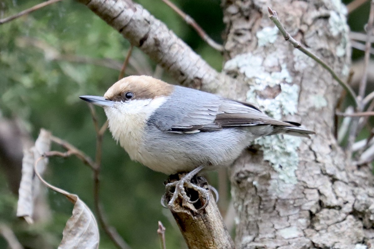 Brown-headed Nuthatch - ML646651095