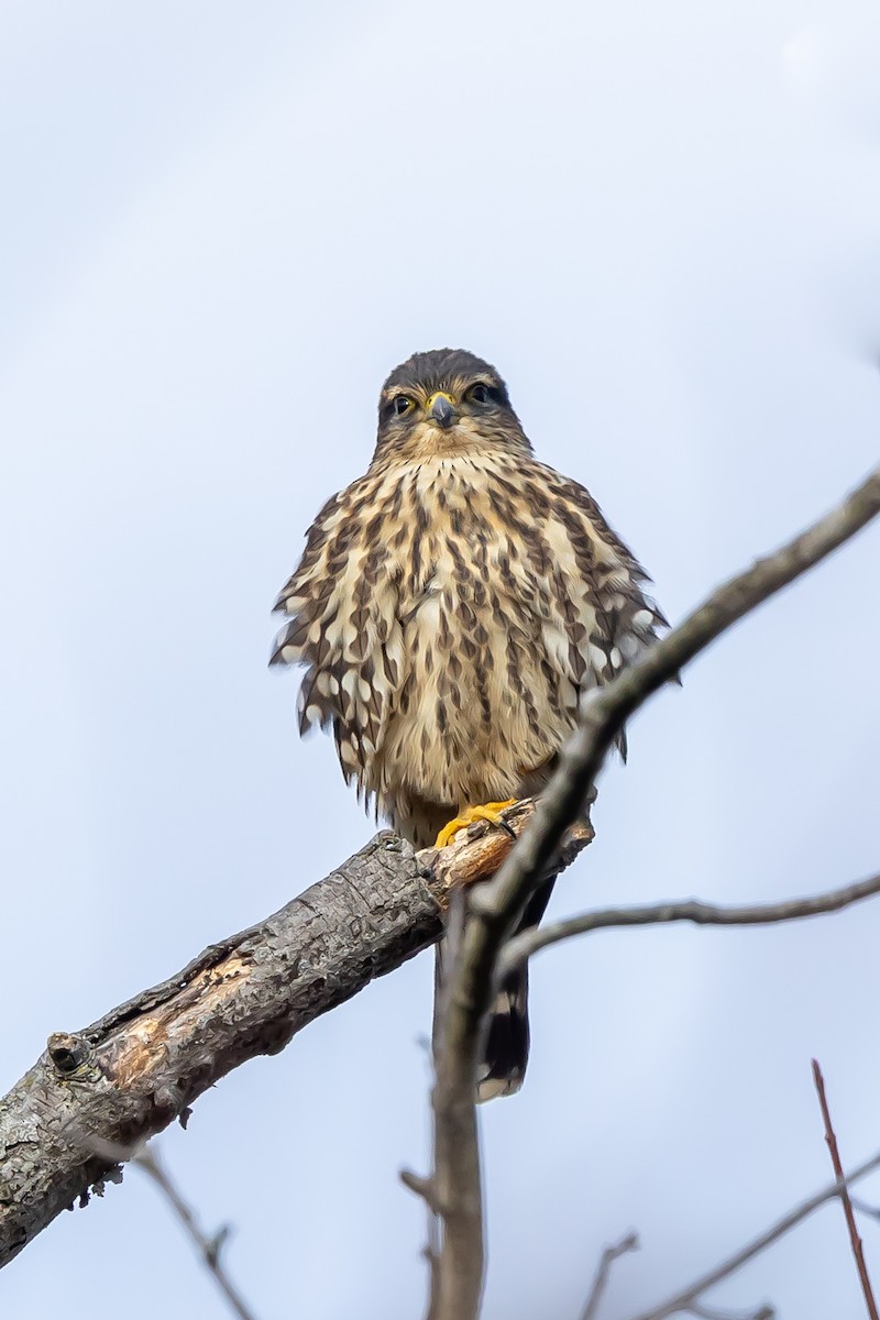 Boz Doğan - ML646651096