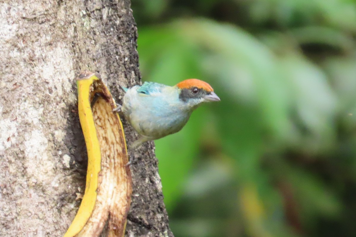 Scrub Tanager - ML646651101