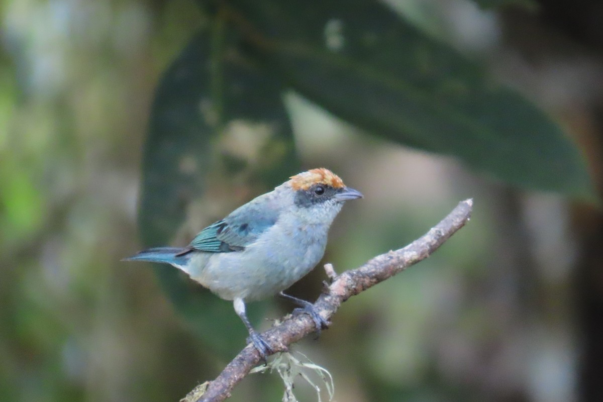 Scrub Tanager - ML646651102