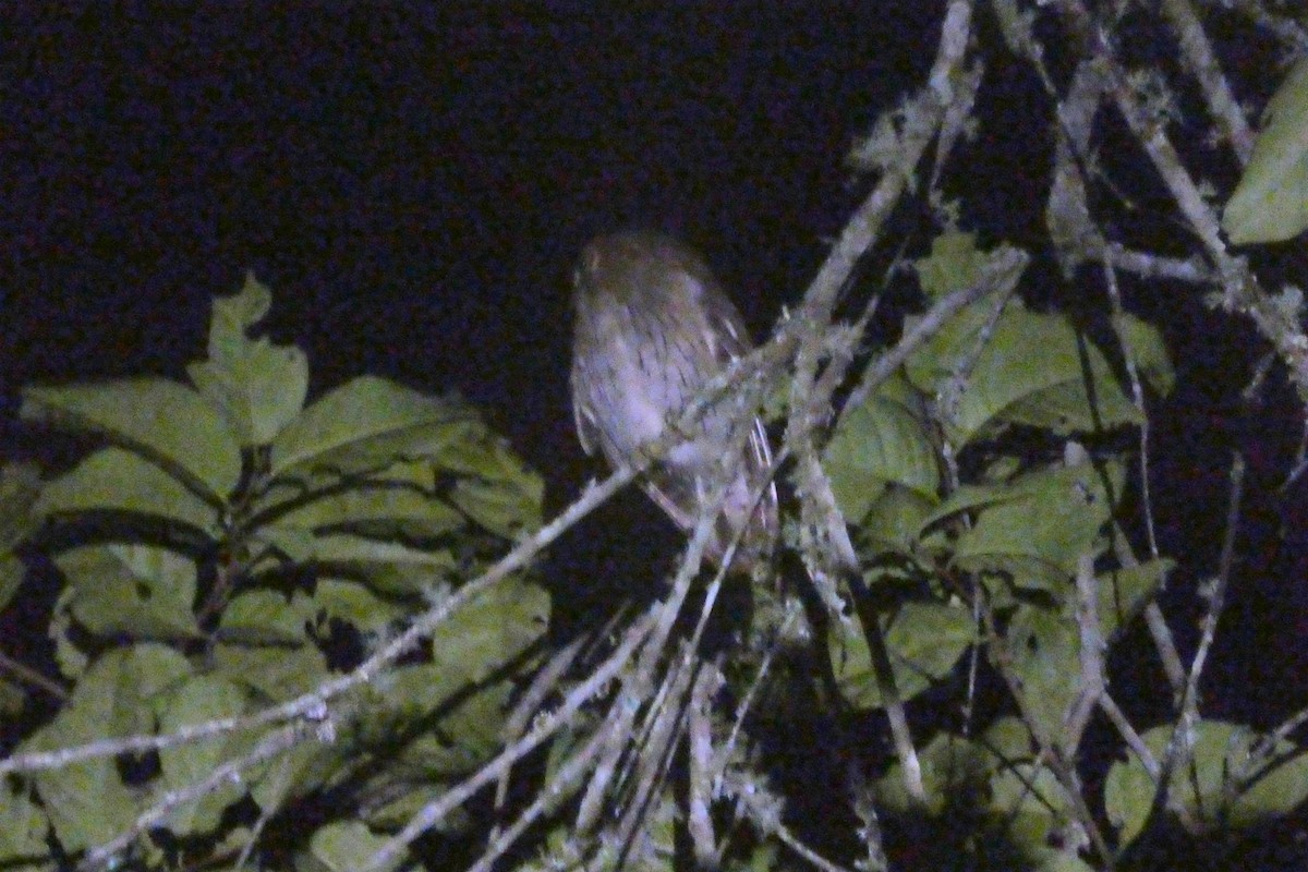 tropeugle - ML646651103