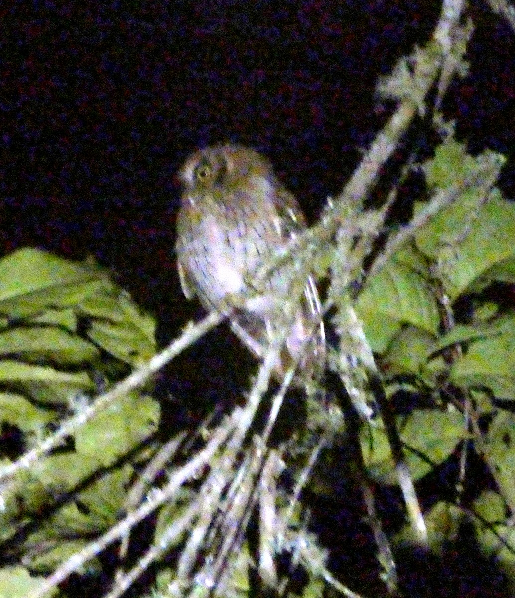 tropeugle - ML646651104