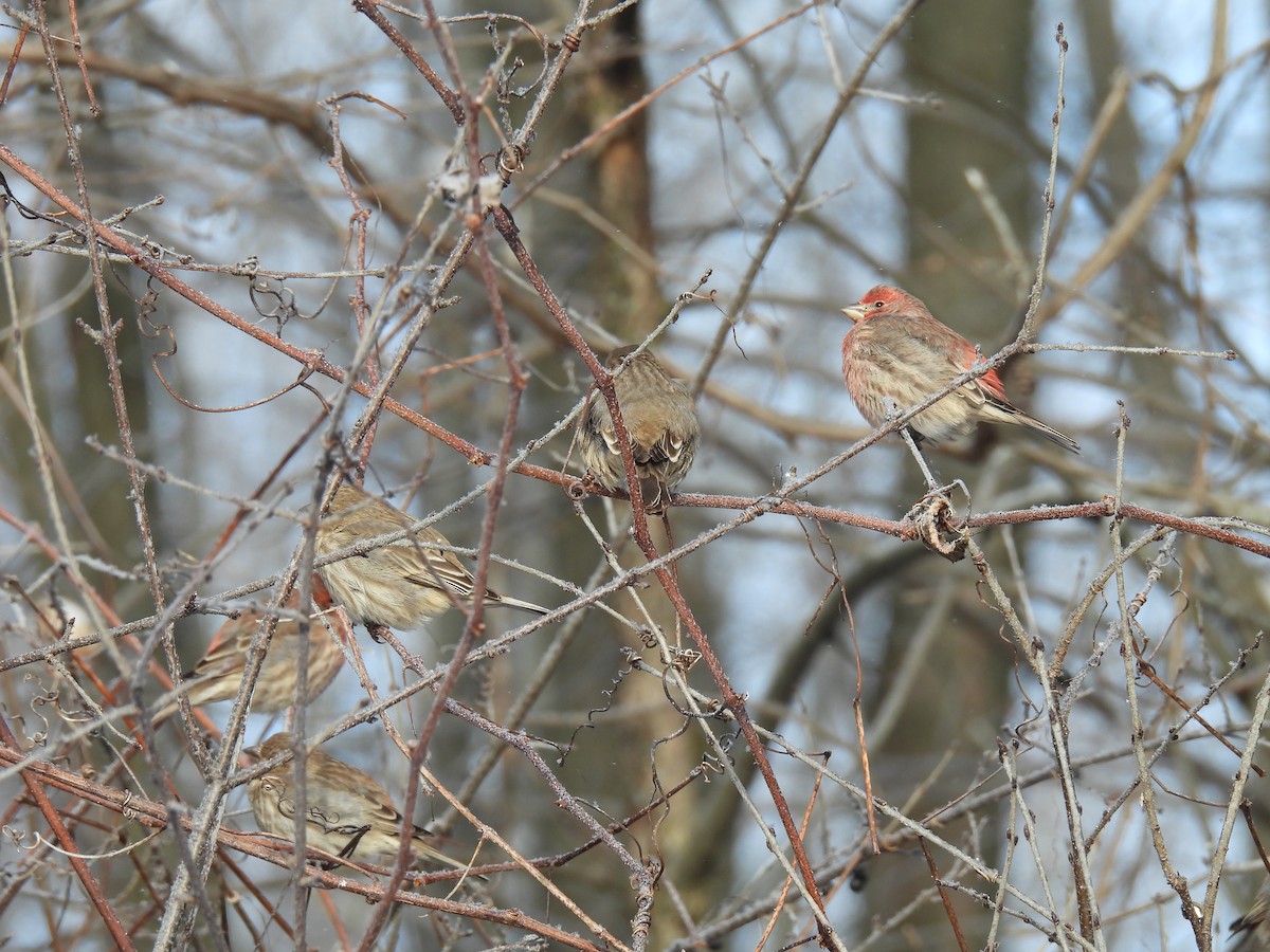 House Finch - ML646651105